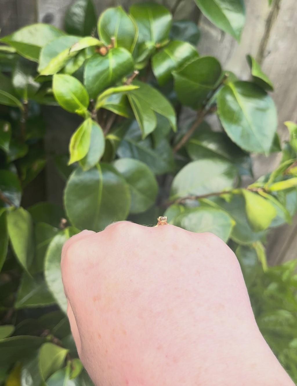 Brown Pear Diamond Engagement Ring on a hand infront of a green plant